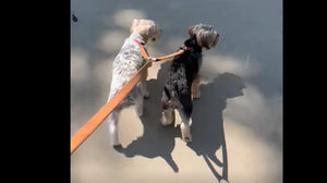 The Fancy Reba Two-Dog Leash